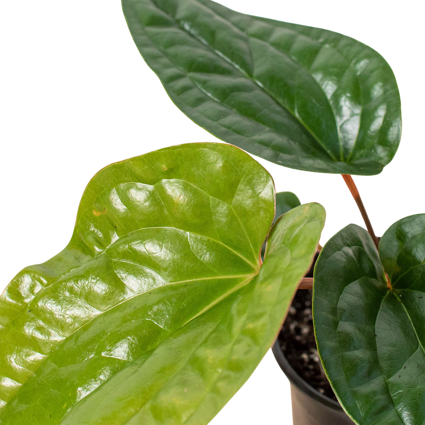 Anthurium 'Radicans x Luxurians'