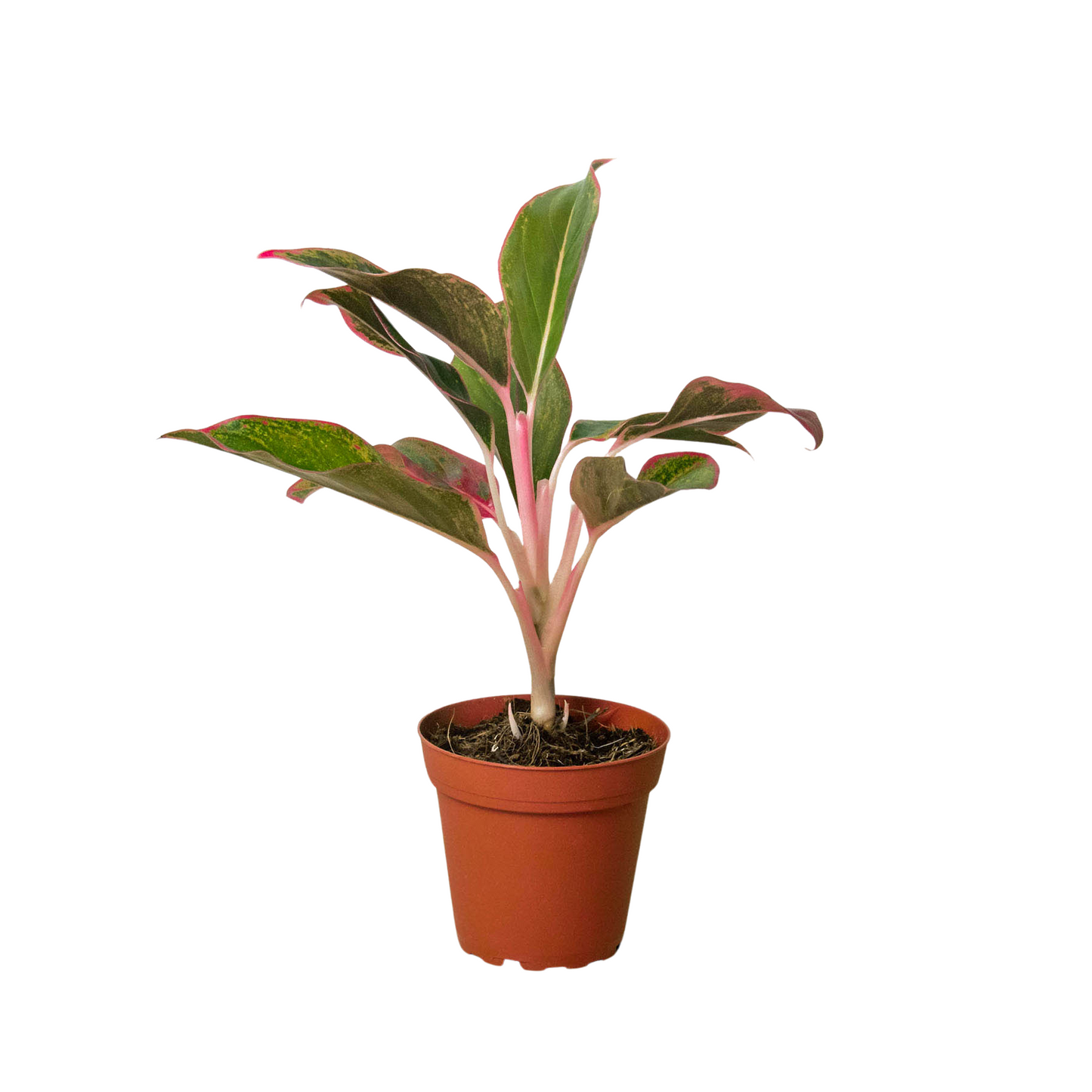 Chinese Evergreen 'Red Siam'