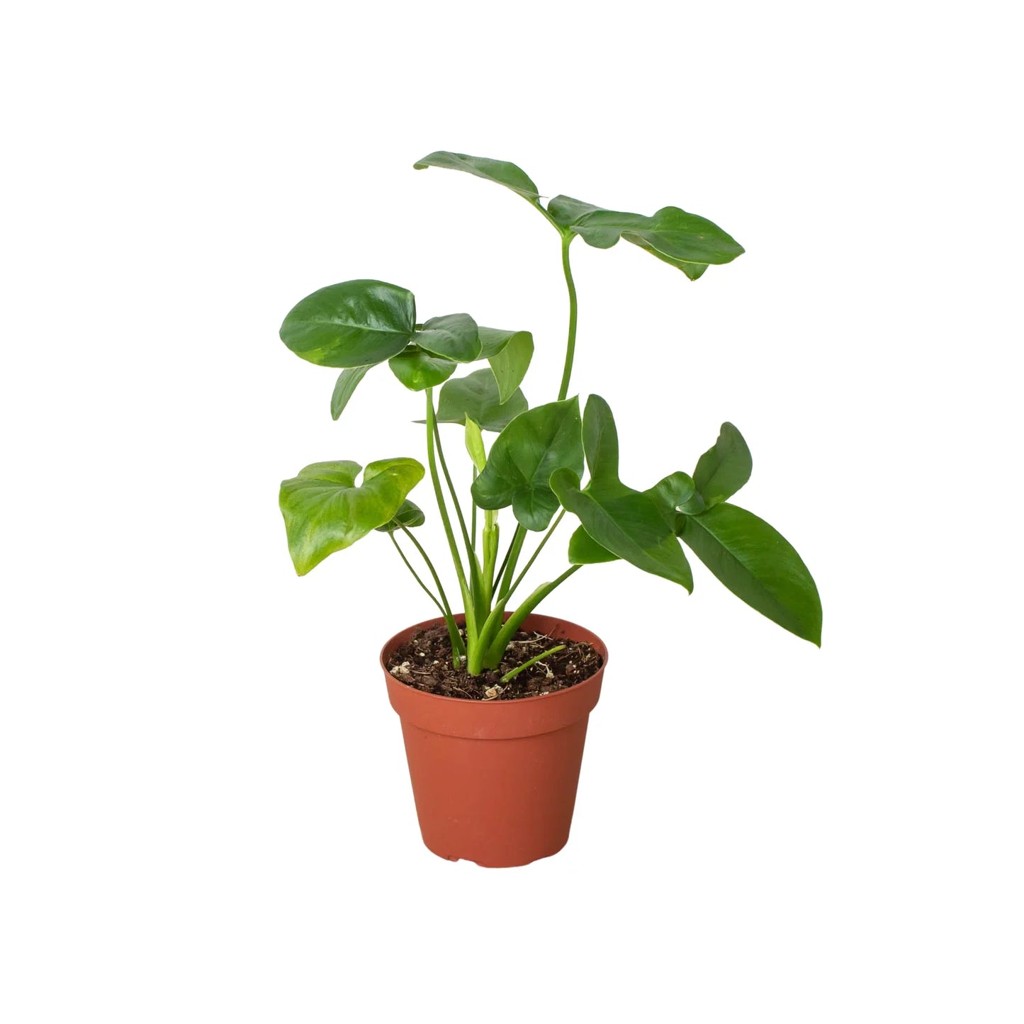 Philodendron 'Goeldii'