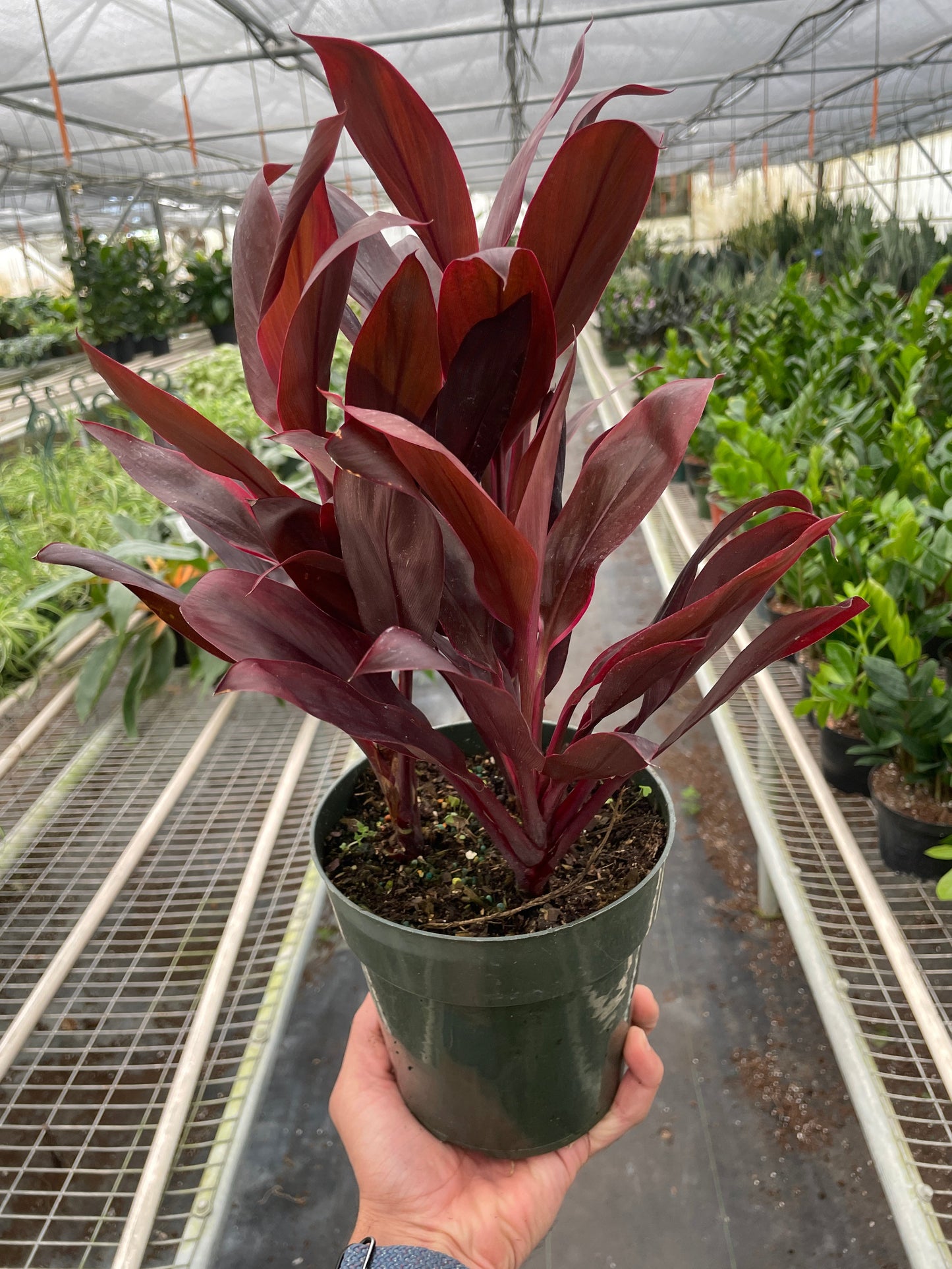 Cordyline 'Calypso Queen'