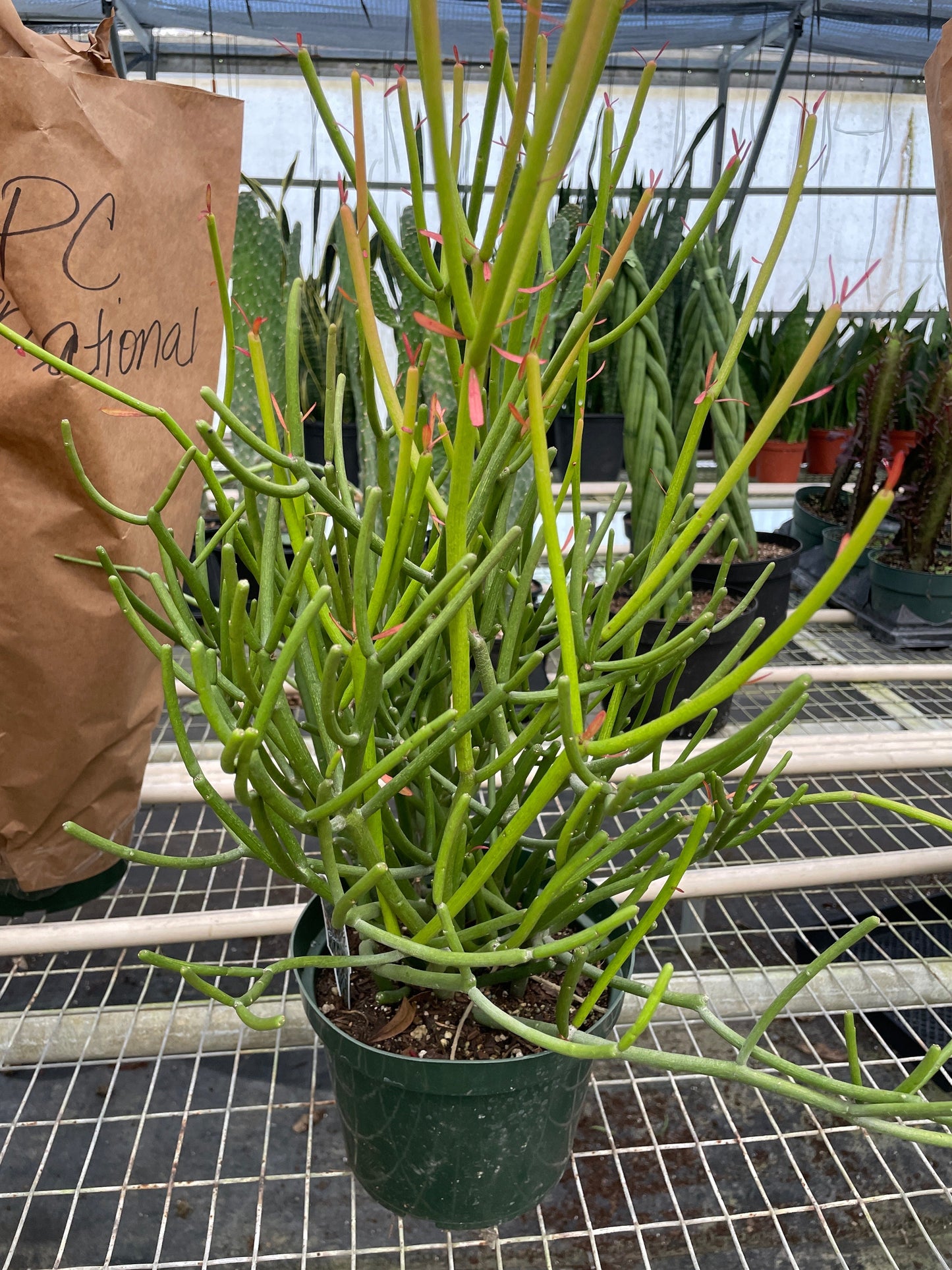 EUPHORBIA 'PENCIL CACTUS'