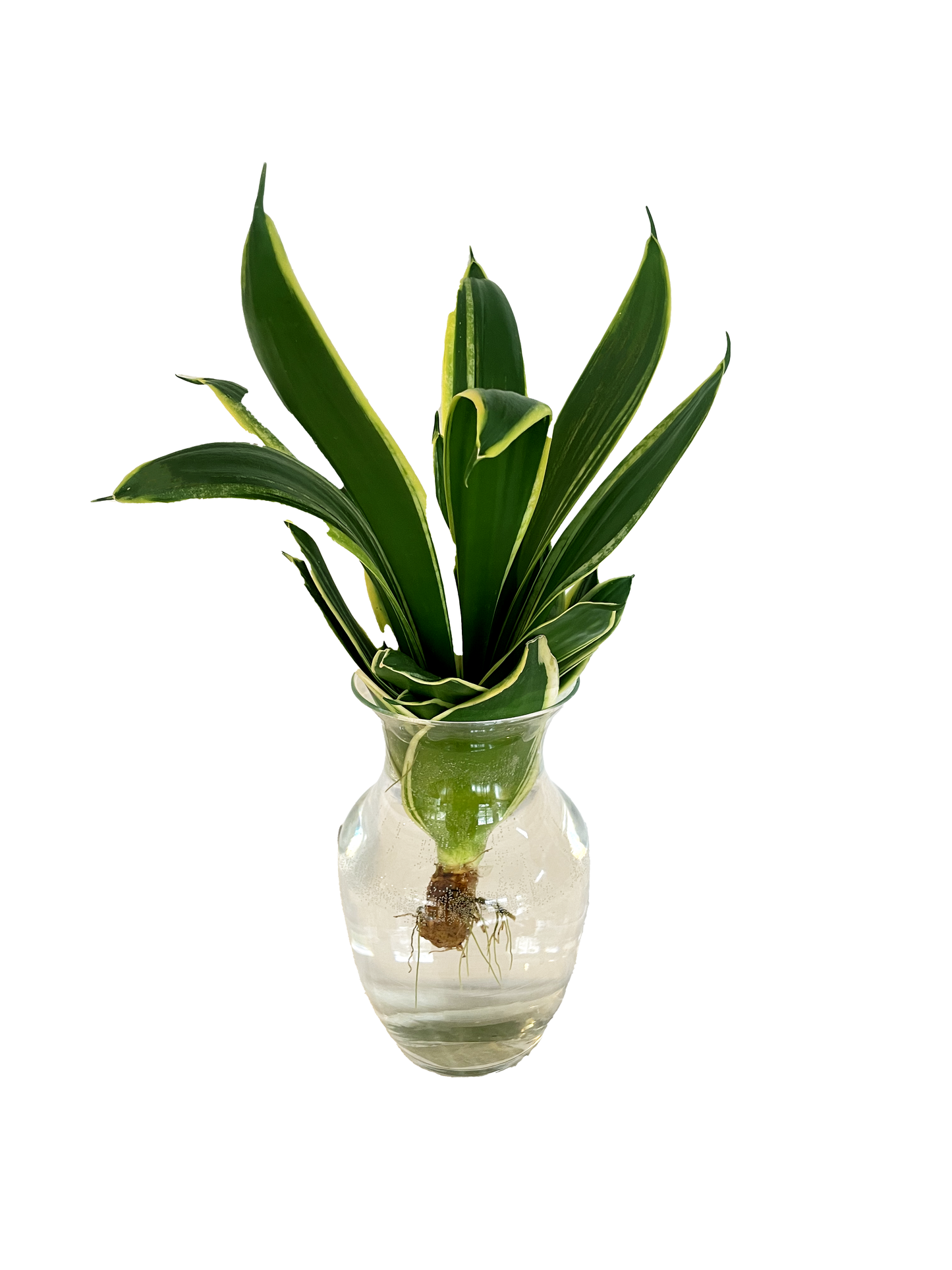 Water Acclimated Dracaena Deremensis 'Lemon Surprise'