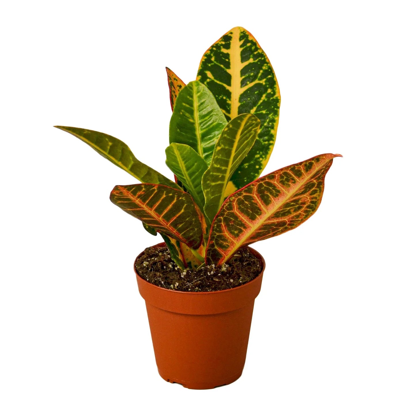 Croton Petra 'Joseph's Coat'