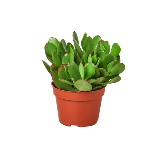 Succulent Crassula 'Jade'